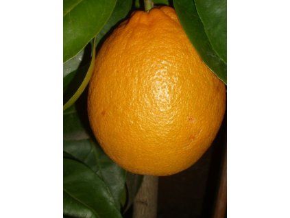 Pomerančovník 'Sucreňa'  Citrus sinensis 'Sucreňa'