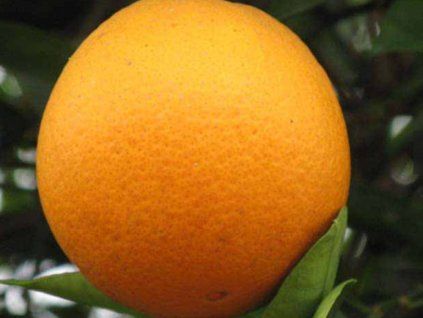 Pomerančovník 'Thomson'  Citrus sinensis 'Thomson'
