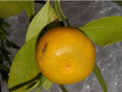 Mandarinka 'Kelasurskij'  Citrus sp.' Kelasurskij'