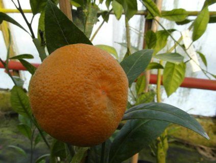 Mandarinka 'Oiwa'  Citrus unshiu 'Oiwa'
