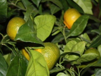 Mandarinka 'Kartuli'  Citrus unshiu 'Kartuli'