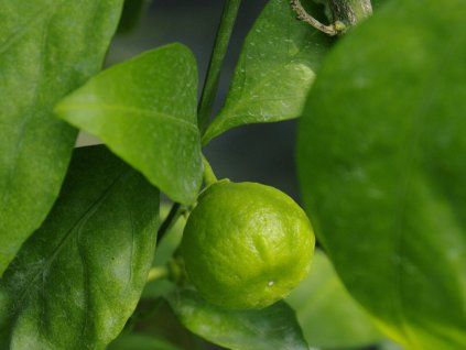 Mandarinka 'Kalinin 5'  Citrus unshiu 'Kalinin 5'