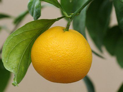 Mandarinka 'Ayky'  Citrus unshiu 'Ayky'