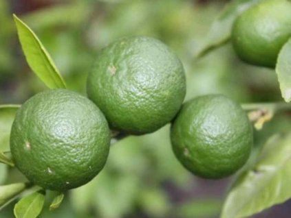 Mandarinka 'Tomono'  Citrus unshiu 'Tomono'