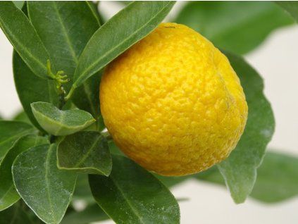 Mandarinka 'Trabut'  Citrus tangerina 'Trabut'