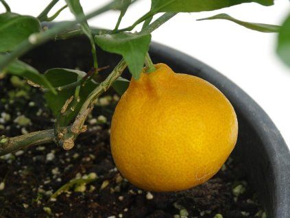 Mandarinka 'Saigon SRA 29'  Citrus unshiu 'Saigon SRA 29'