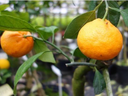 Mandarinka 'Skorospělyj'  Citrus unshiu 'Skorospělyj'