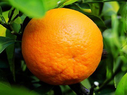 dancy