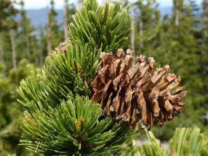 Borovice osinatá 'Colorado'  Pinus aristata 'Colorado'