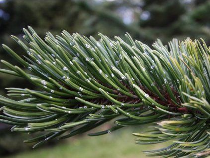 Borovice osinatá 'Jeff'  Pinus aristata 'Jeff'