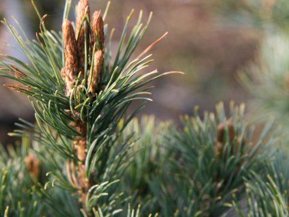 Borovice drobnokvětá 'Nellie D.'  Pinus parviflora 'Nellie D.'