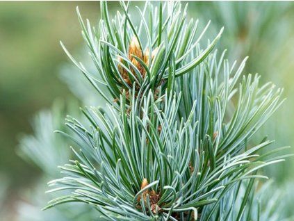 Borovice drobnokvětá 'Saphir'  Pinus parviflora 'Saphir'