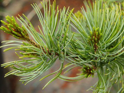 Borovice drobnokvětá 'Venus'  Pinus parviflora 'Venus'
