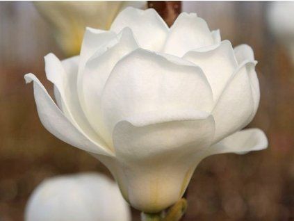 Magnolie 'Crystal Tulip'  Magnolia 'Crystal Tulip'