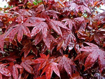 Javor dlanitolistý 'Rhode Island Red'  Acer palmatum 'Rhode Island Red'