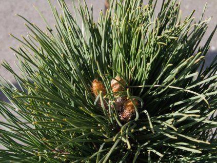 Borovice červená 'State Trooper'  Pinus resinosa 'State Trooper'