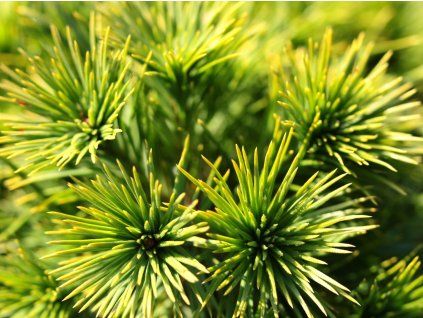 Borovice lesní 'Green Penguin'  Pinus sylvestris 'Green Penguin'