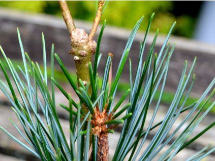 Borovice korejská 'Shile Kan'  Pinus koraiensis'Shile Kan'