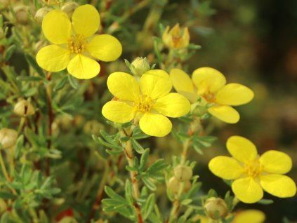 Mochna křovitá 'Goldteppich'  Dasiphora fruticosa 'Goldteppich'