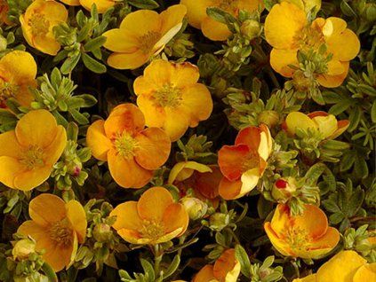 Mochna křovitá 'Tangerine'  Potentilla fruticosa 'Tangerine'