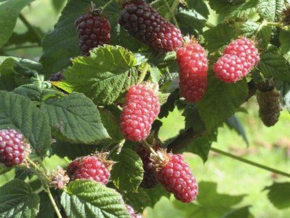 Malinoostružina 'Tayberry'  Rubus fruticosus 'Tayberry'