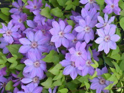 Plamének 'Baltyk'  Clematis'Baltyk'