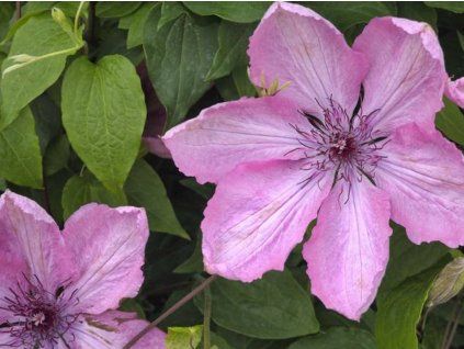 Plamének 'Bieszczady'  Clematis 'Bieszczady'