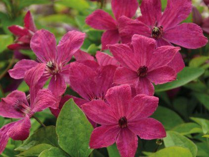 Plamének 'Expander'  Clematis 'Expander'