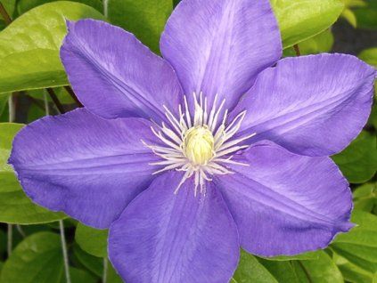Plamének 'H.F. Young'  Clematis 'H.F. Young'