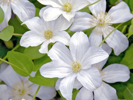 Plamének 'Huldine'  Clematis 'Huldine'