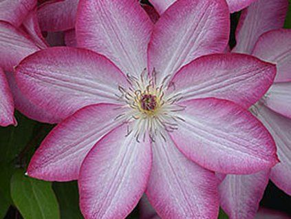 Plamének 'Joyful Heart'  Clematis 'Joyful Heart'
