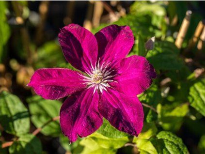 Plamének 'Kardynal Wyszynski'  Clematis'Kardynal Wyszynski'