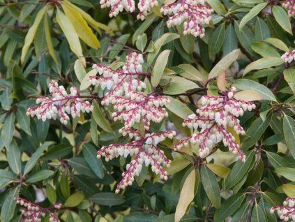 Pieris japonský 'Browers Beauty'  Pieris japonica 'Browers Beauty'