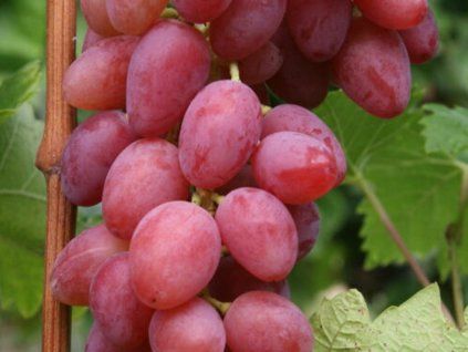 Réva vinná 'Fiammetta'  Vitis vinifera 'Fiammetta
