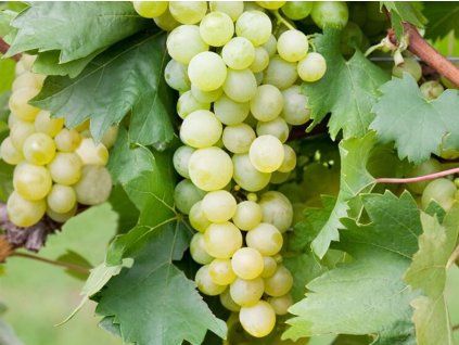 Réva vinná 'Brestovitsa'  Vitis vinifera 'Brestovitsa'