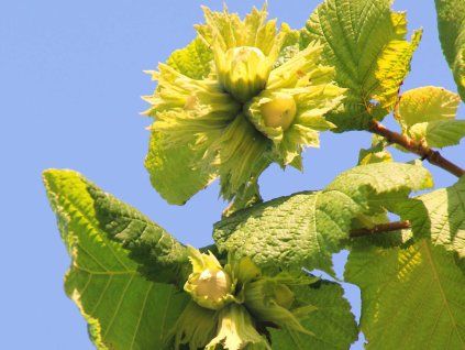 Líska keřová 'Buttler'  Corylus avellana 'Buttler'