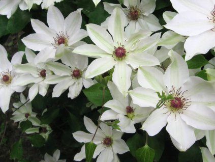 Plamének 'Matka Urszula Ledóchowska'  Clematis 'Matka Urszula Ledóchowska'