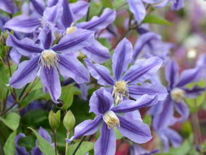 Plamének 'Mystic River'  Clematis 'Mystic River'