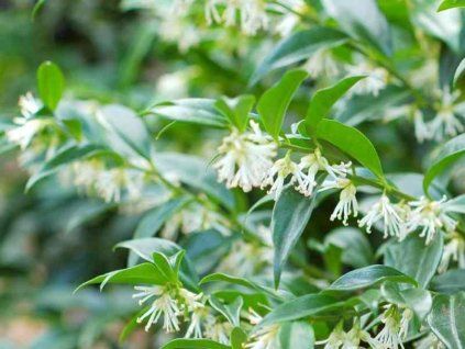 Masoplodka pomíchaná  Sarcococca confusa