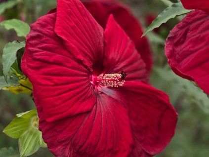Ibišek bahenní TOMA 'Burgundy Velvet' - Hibiscus TOMA 'Burgundy Velvet'  Hibiscus TOMA 'Burgundy Velvet'