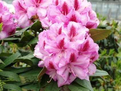 Rododendron 'Vyšehrad'  Rhododendron 'Vyšehrad'
