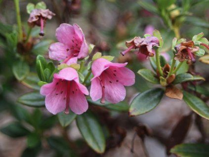 Pěnišník křivopestíkatý  Rhododendron campylogynum