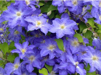 Plamének 'Stefan Franczak'  Clematis 'Stefan Franczak'