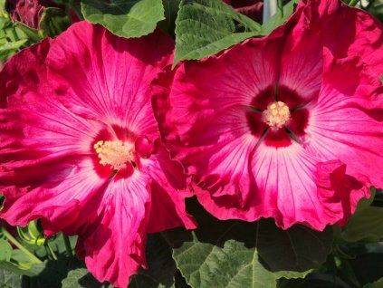 Ibišek bahenní TOMA 'Red Jake' - Hibiscus TOMA 'Red Jake'  Hibiscus TOMA 'Red Jake'