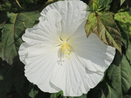 Ibišek bahenní TOMA 'White Angel' - Hibiscus TOMA 'White Angel'  Hibiscus TOMA 'White Angel'