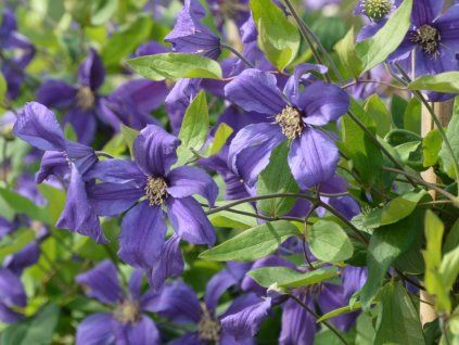 Plamének 'Sweet Wave'  Clematis 'Sweet Wave'