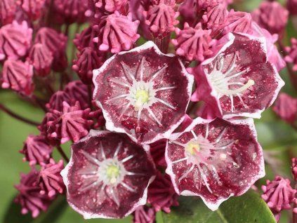 Mamota, kalmie 'Keepsake'  Kalmia 'Keepsake'