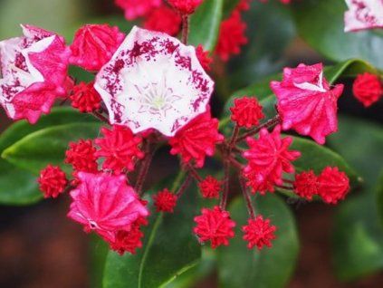 Mamota, kalmie 'Red Prince'  Kalmia 'Red Prince'