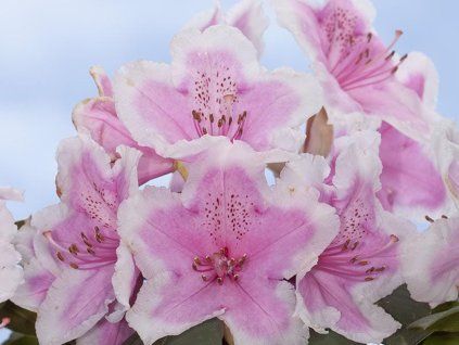Rododendron 'Janet Ward'  Rhododendron 'Janet Ward'