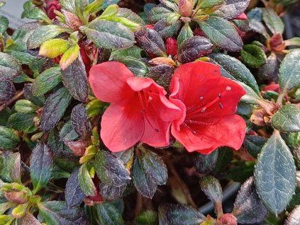 Japonská azalka 'Sandy's Fire'  Rhododendron obtusum 'Sandy's Fire'